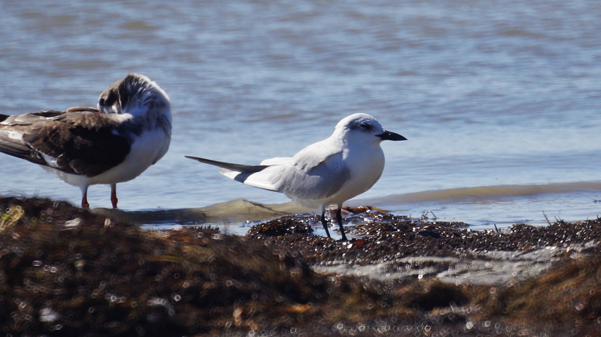 Gull-billed Tern - Bryan White