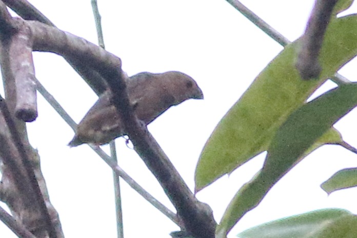Thick-billed Seed-Finch - ML188163111