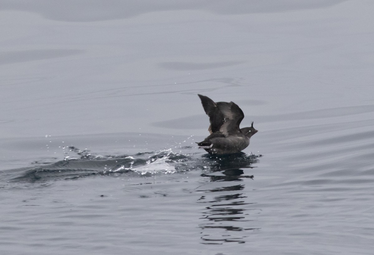 Crested Auklet - ML188163881