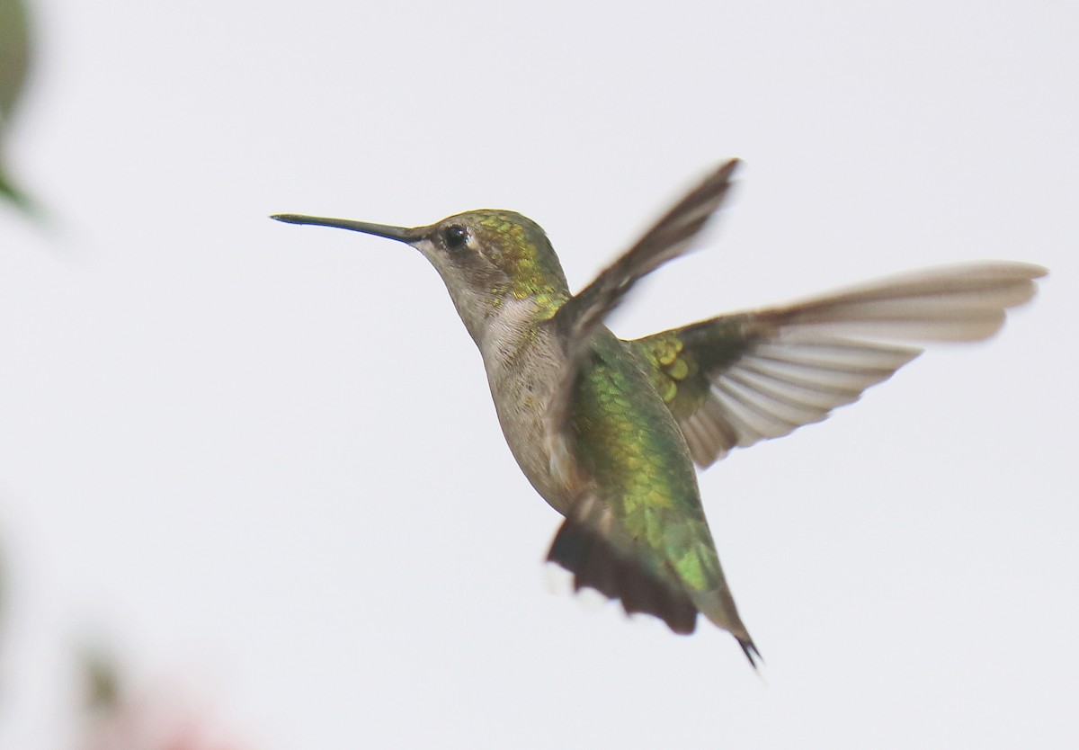 Ruby-throated Hummingbird - ML188167201