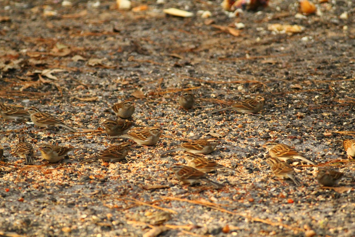 Chipping Sparrow - ML188168101