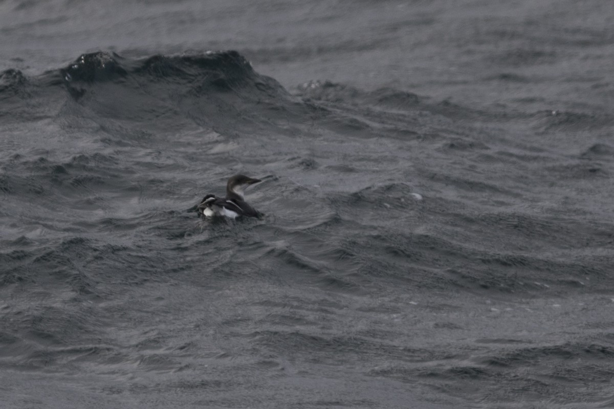 Thick-billed Murre - ML188177451