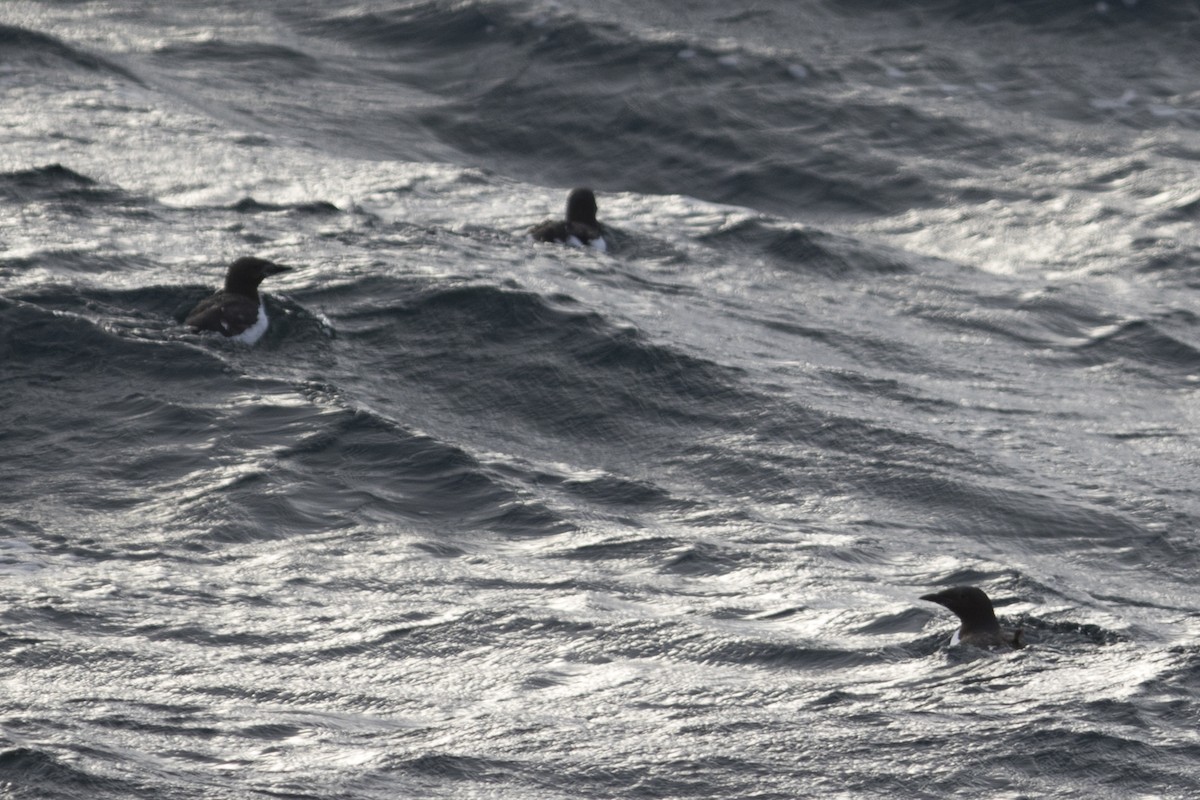 Thick-billed Murre - ML188177461
