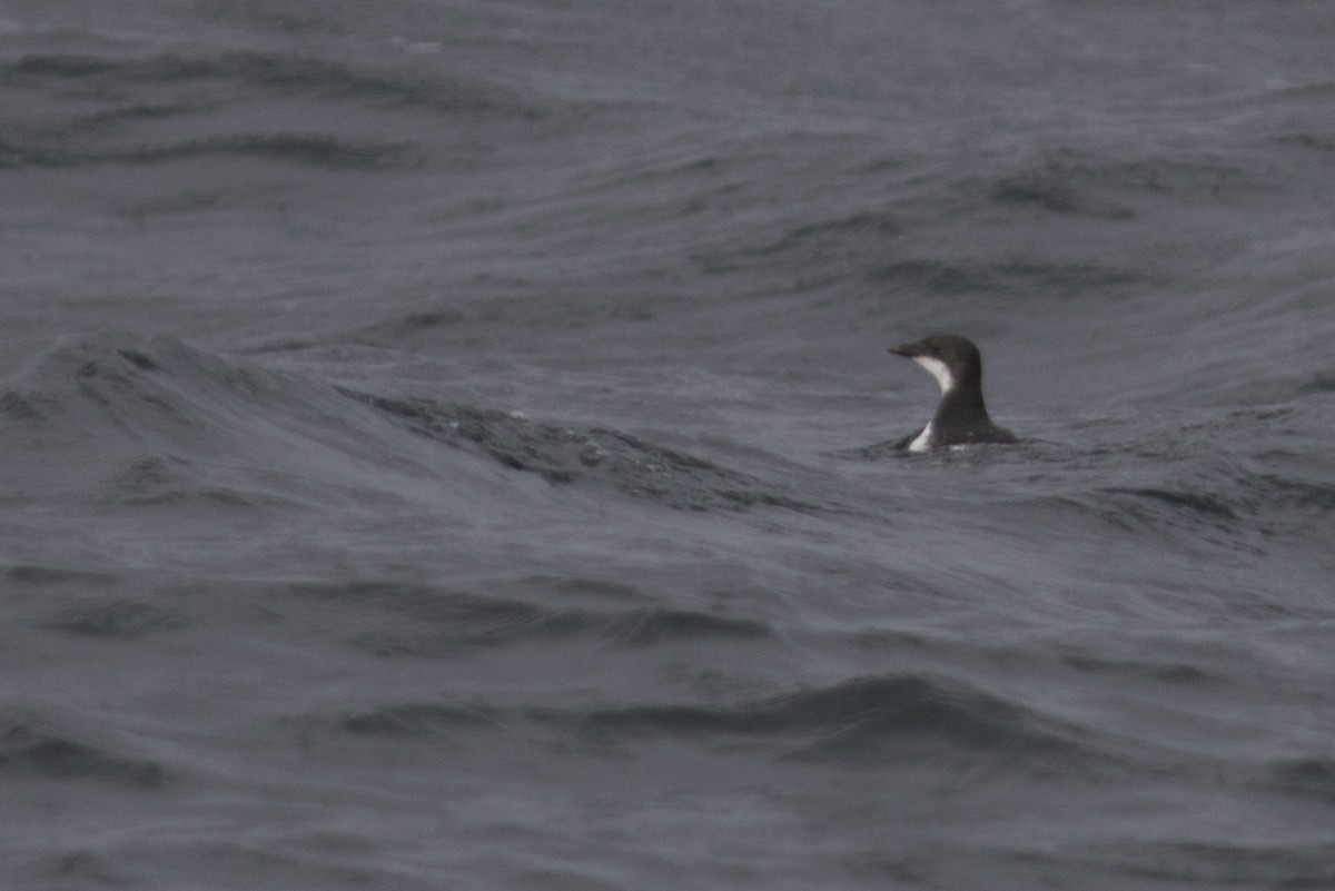 Thick-billed Murre - ML188177641