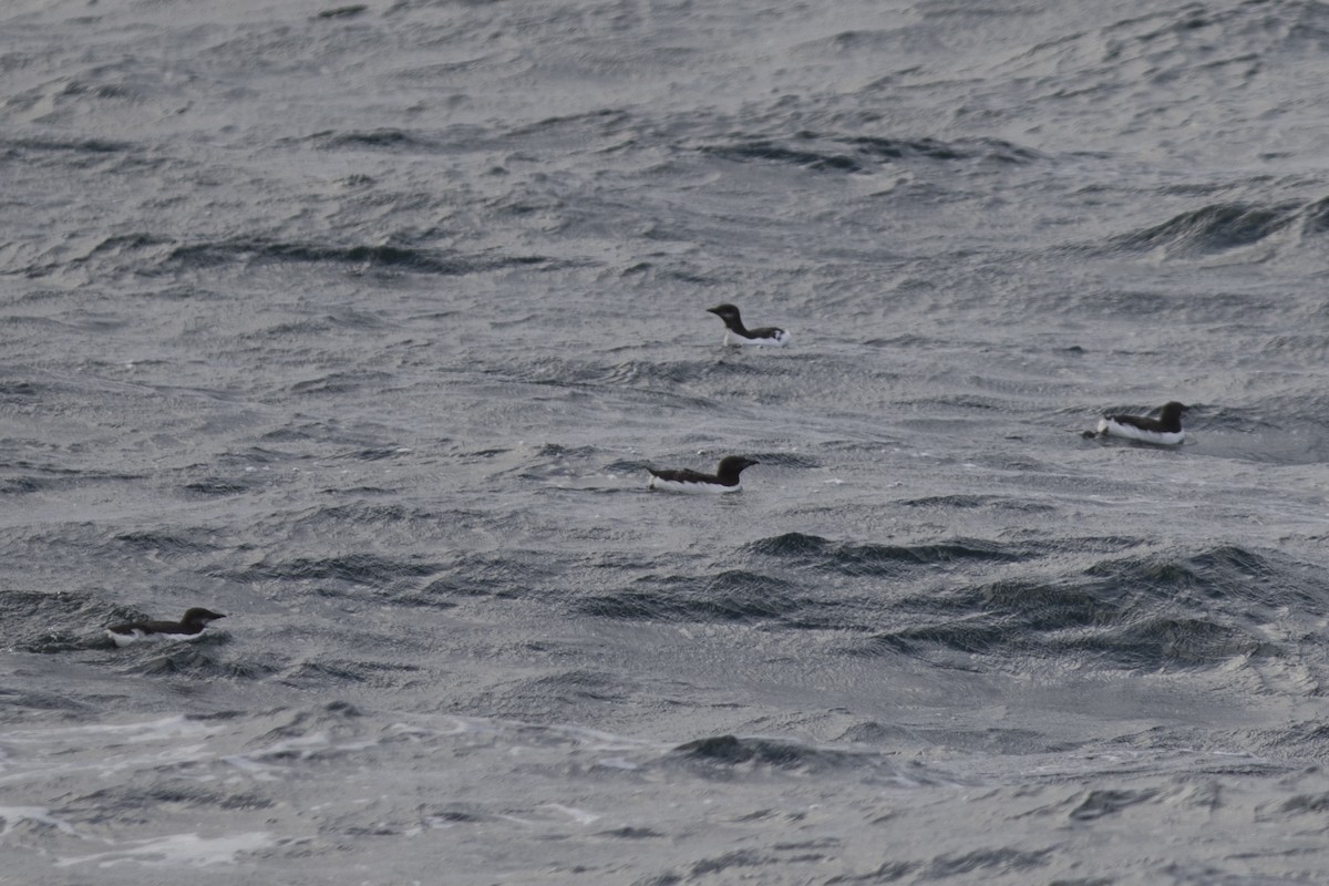 Thick-billed Murre - ML188177671