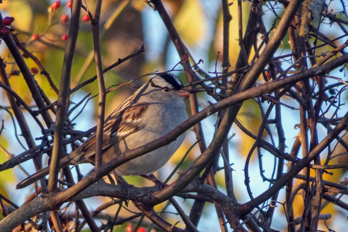 White-crowned Sparrow - Trevor Zook