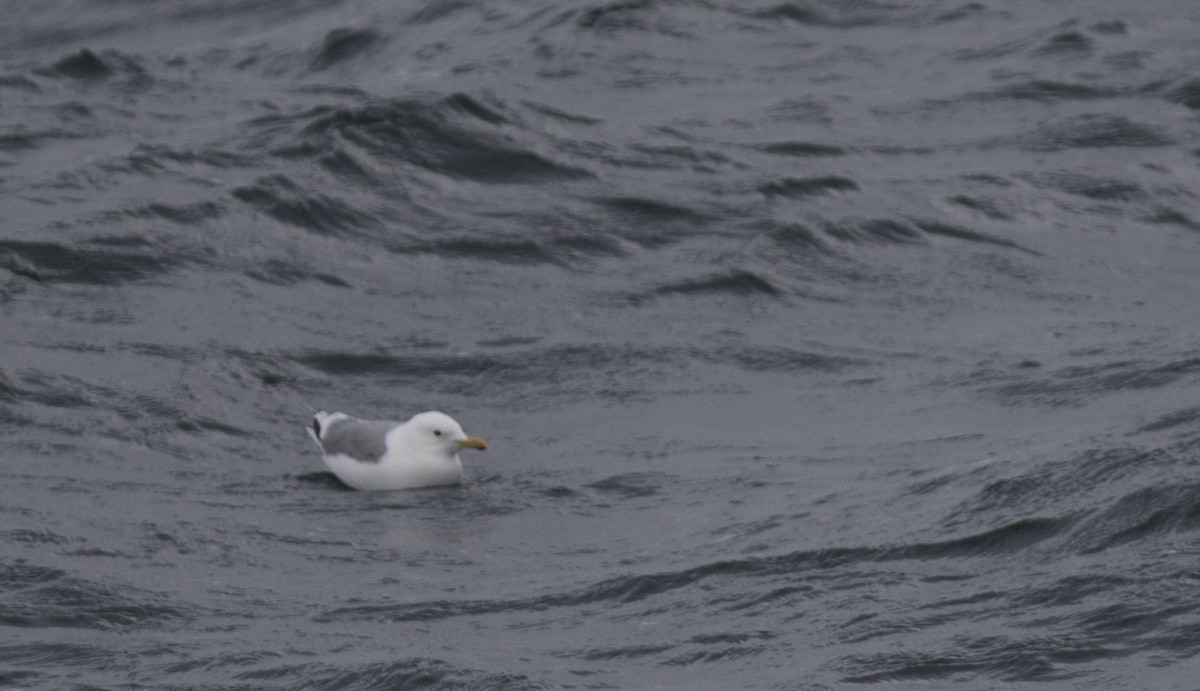 white-winged gull sp. - ML188180341