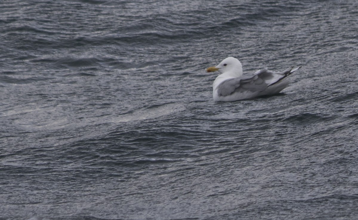 white-winged gull sp. - Nick Hajdukovich