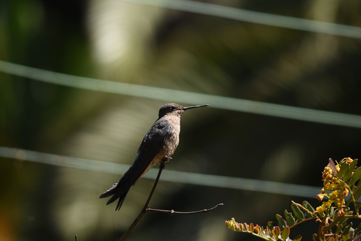Giant Hummingbird - Franco  Villalobos