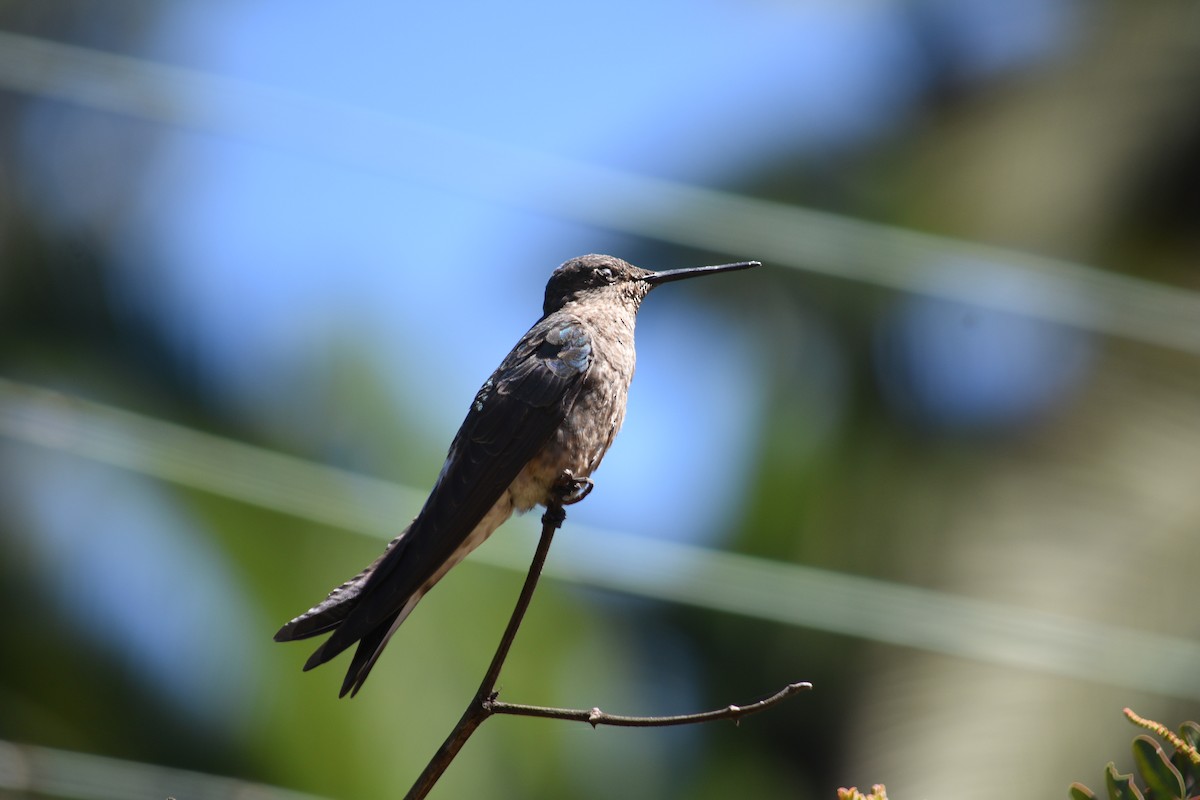 Giant Hummingbird - ML188182751