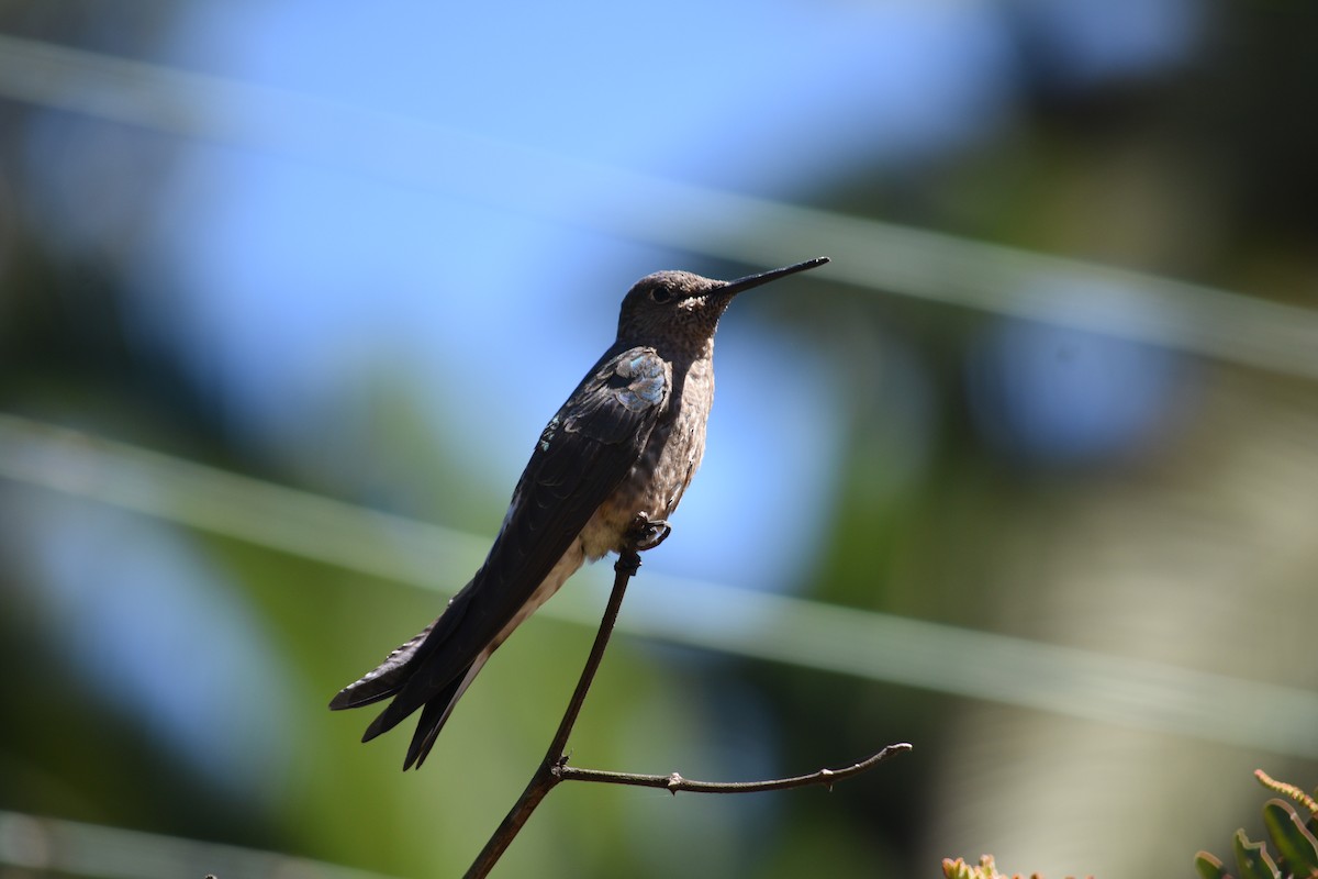 Giant Hummingbird - ML188182811