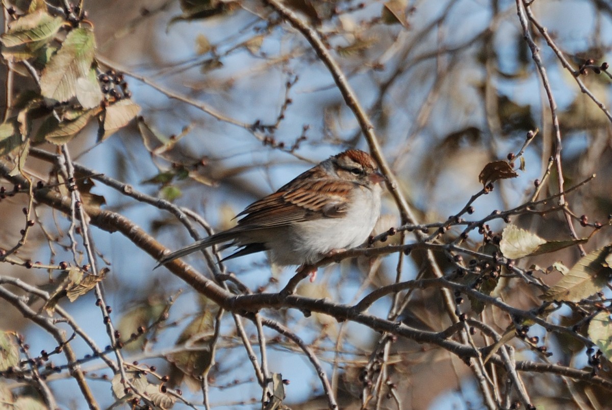 Chipping Sparrow - Jing-Yi Lu