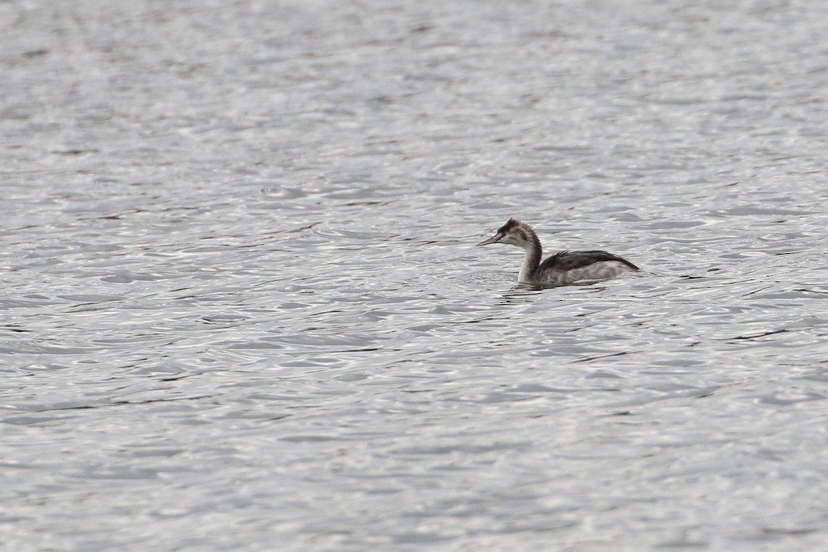 Great Crested Grebe - ML188186021