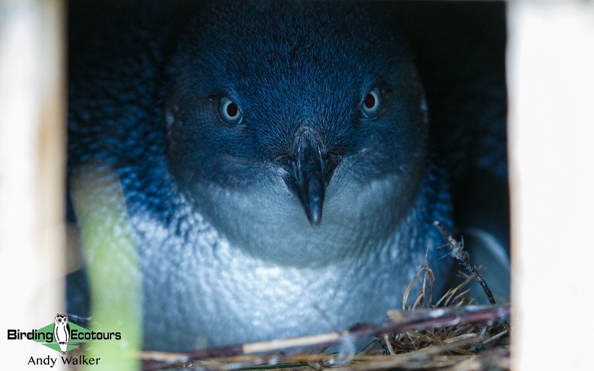 Little Penguin - Andy Walker - Birding Ecotours