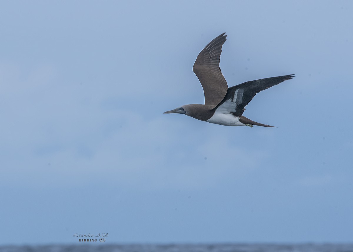 Brown Booby - ML188192541