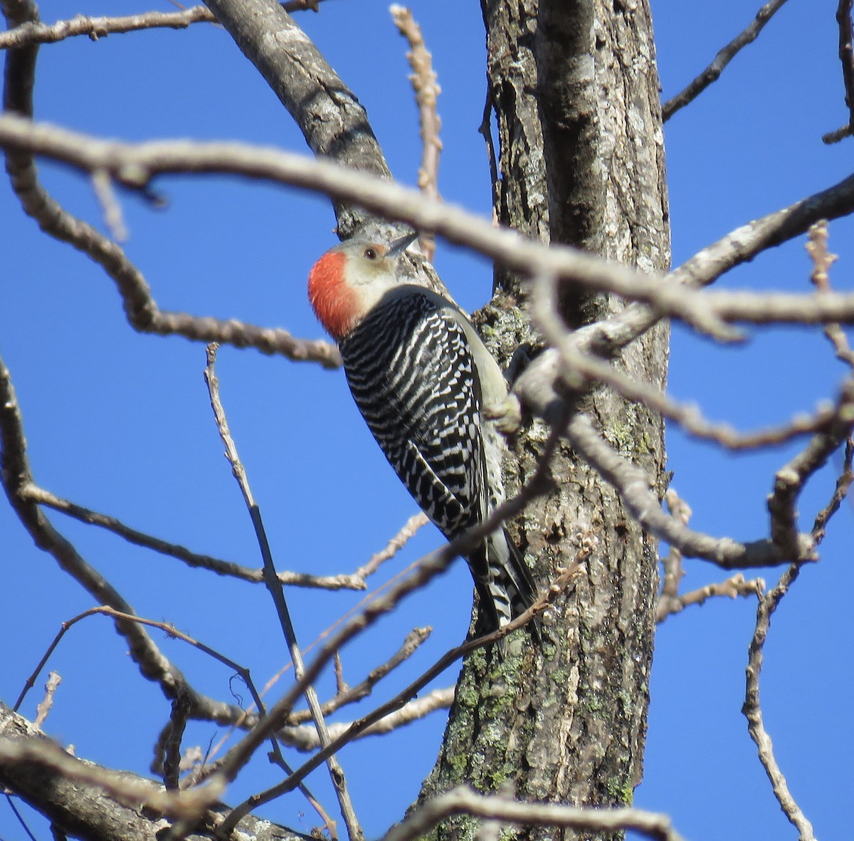 Red-bellied Woodpecker - ML188193221