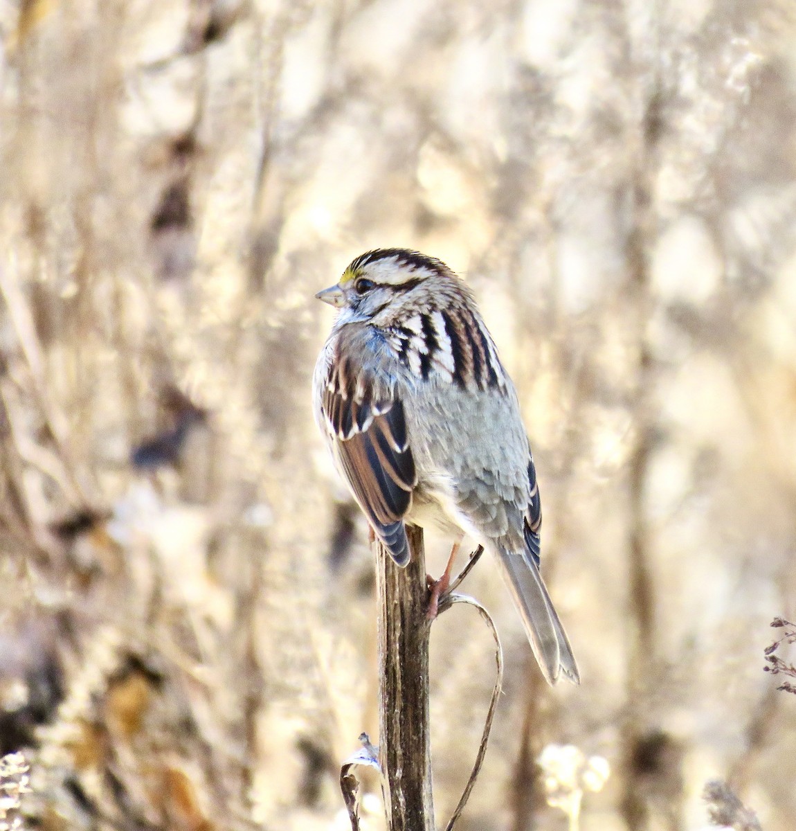 White-throated Sparrow - ML188193901