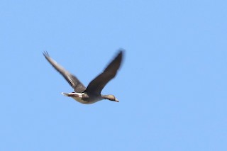 Greater White-fronted Goose, ML188194991