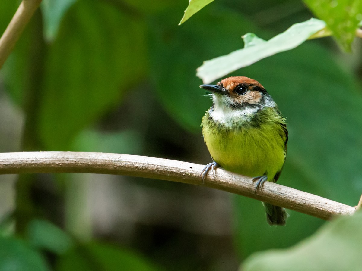 Rufous-crowned Tody-Flycatcher - Nick Athanas