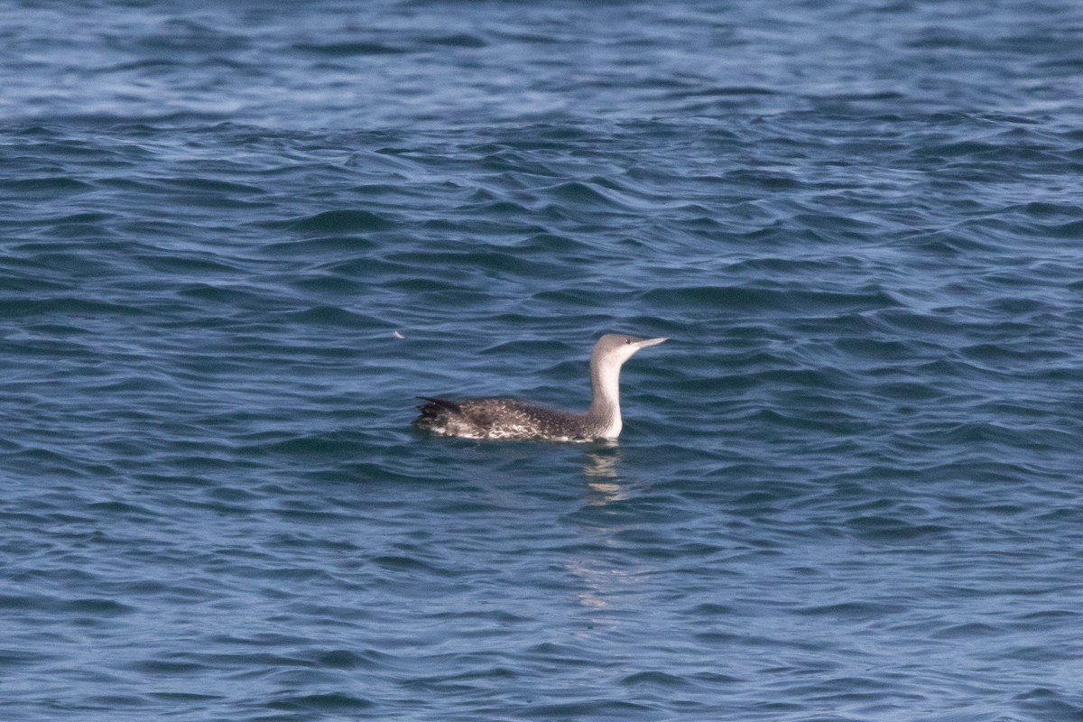 Red-throated Loon - Conor McMahon