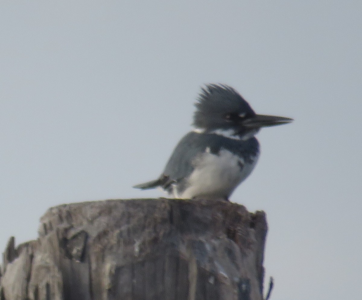 Belted Kingfisher - Bill Wright_cc