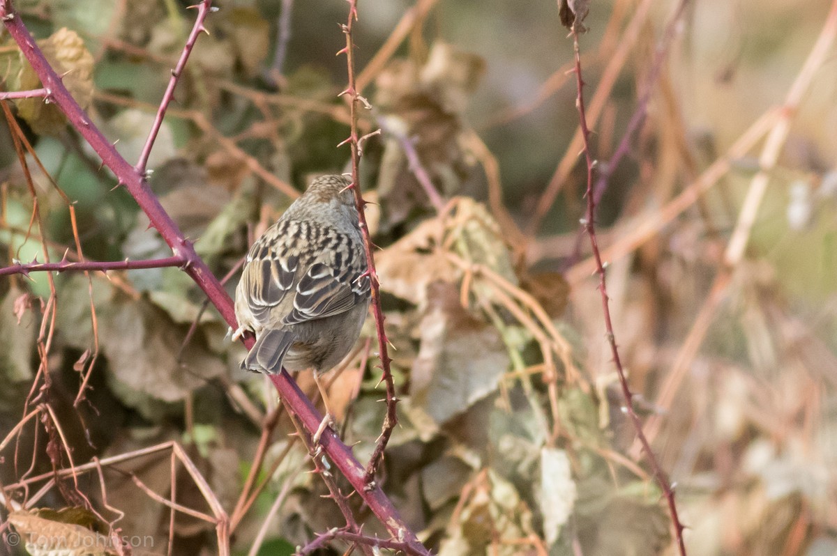 Golden-crowned Sparrow - ML188207841