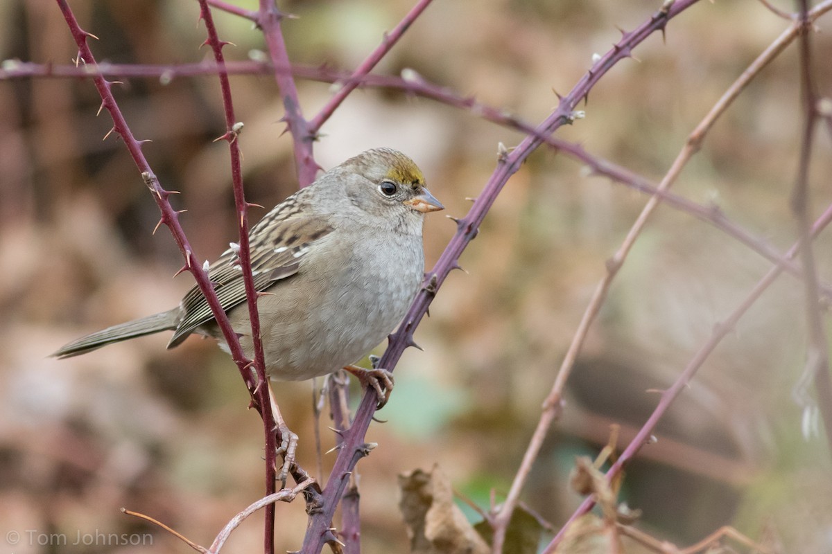 Golden-crowned Sparrow - Tom Johnson