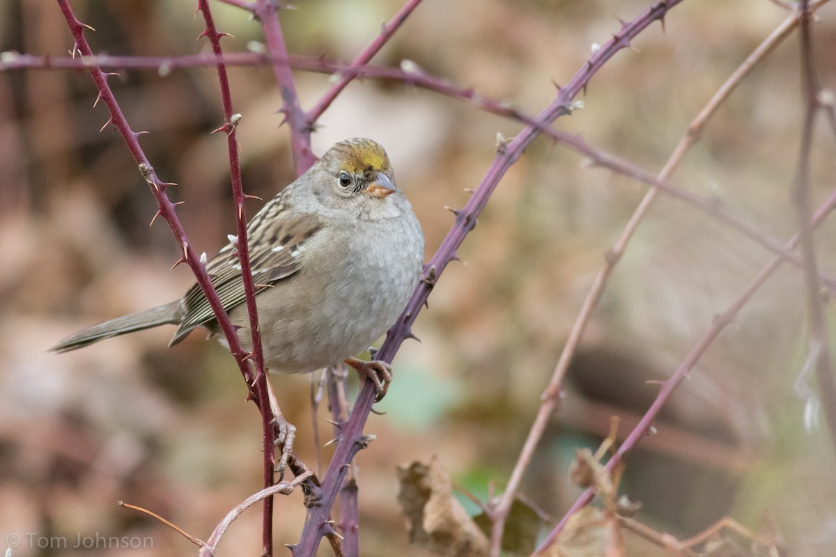 Golden-crowned Sparrow - ML188207881