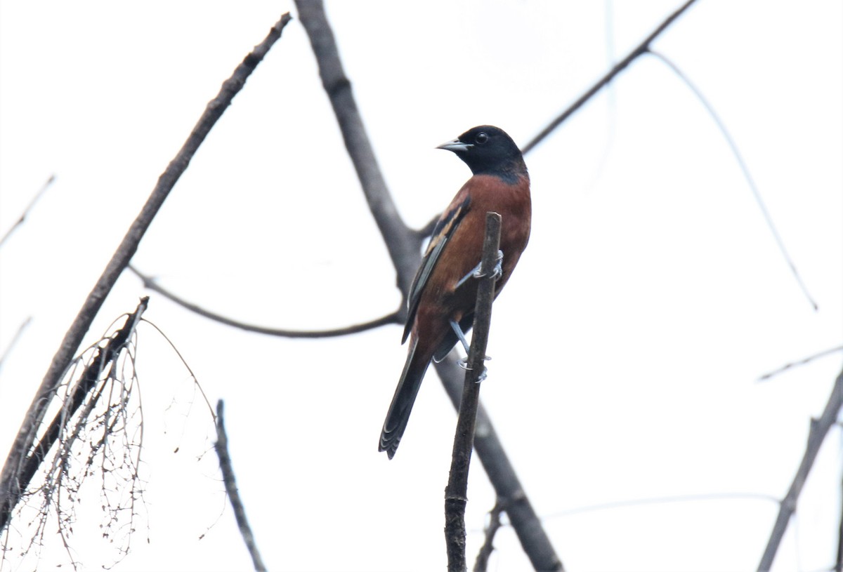 Orchard Oriole - ML188208671