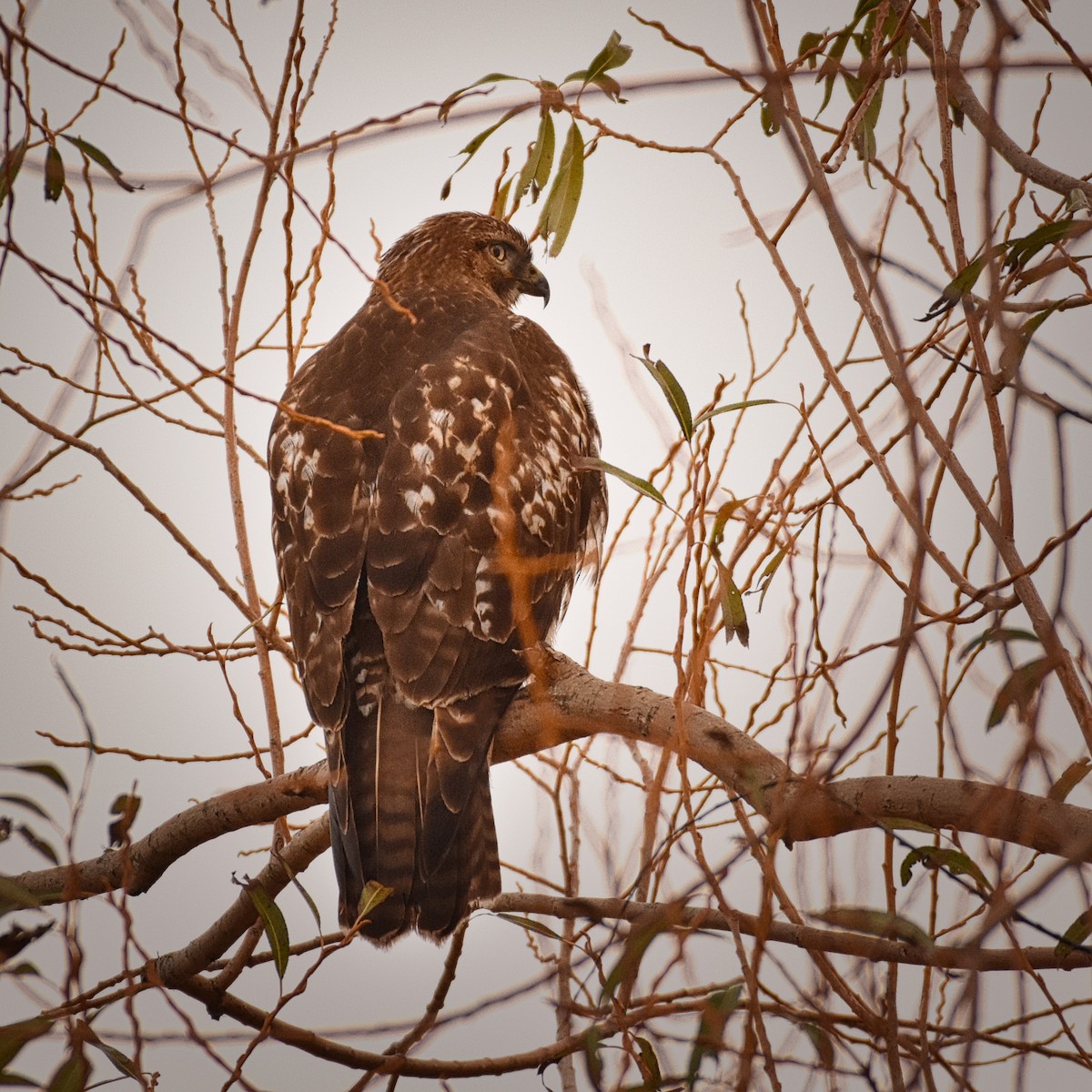 Red-tailed Hawk - Roger Beardmore