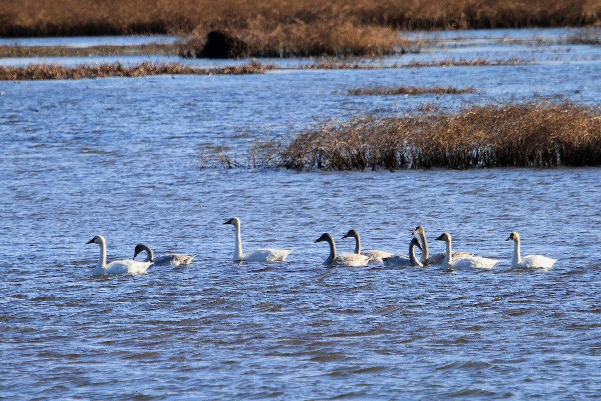 eBird Checklist - 16 Nov 2019 - Duhernal Lake - 29 species