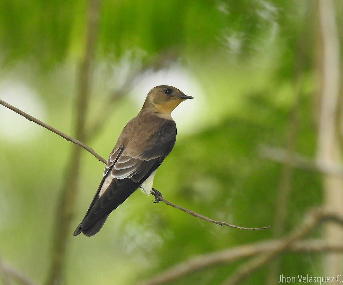 Southern Rough-winged Swallow - Jhon Velasquez