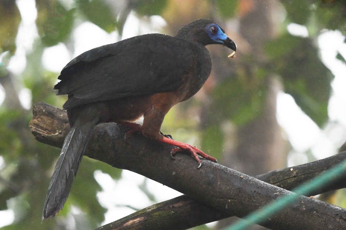 Sickle-winged Guan - ML188216821