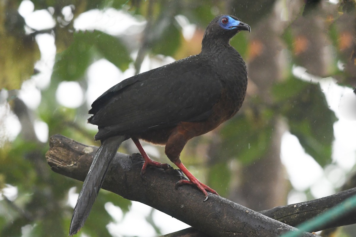 Sickle-winged Guan - Marie O'Neill