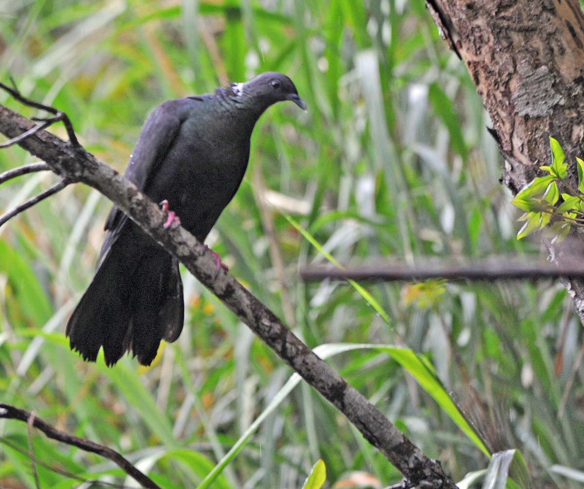 Black Wood-Pigeon - ML188217011