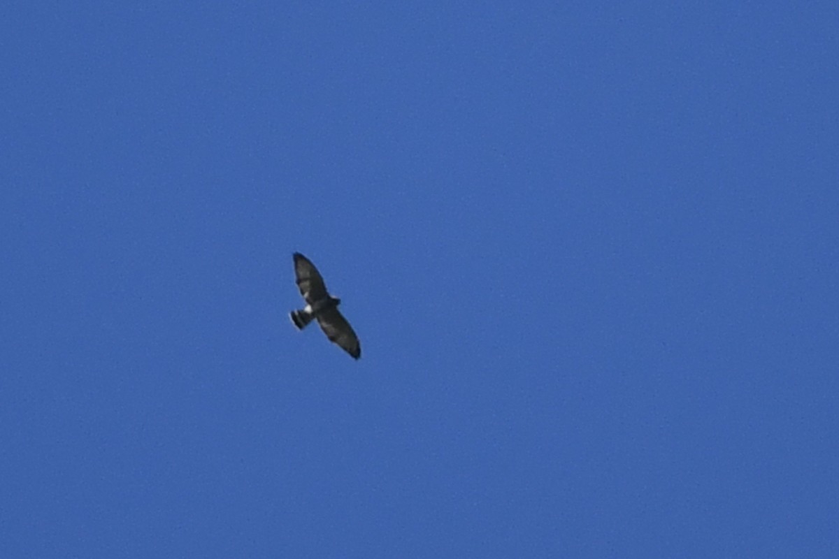 Broad-winged Hawk - ML188217471