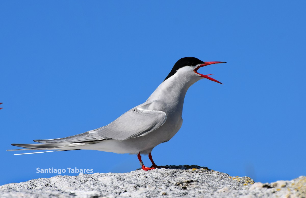Arctic Tern - ML188224871