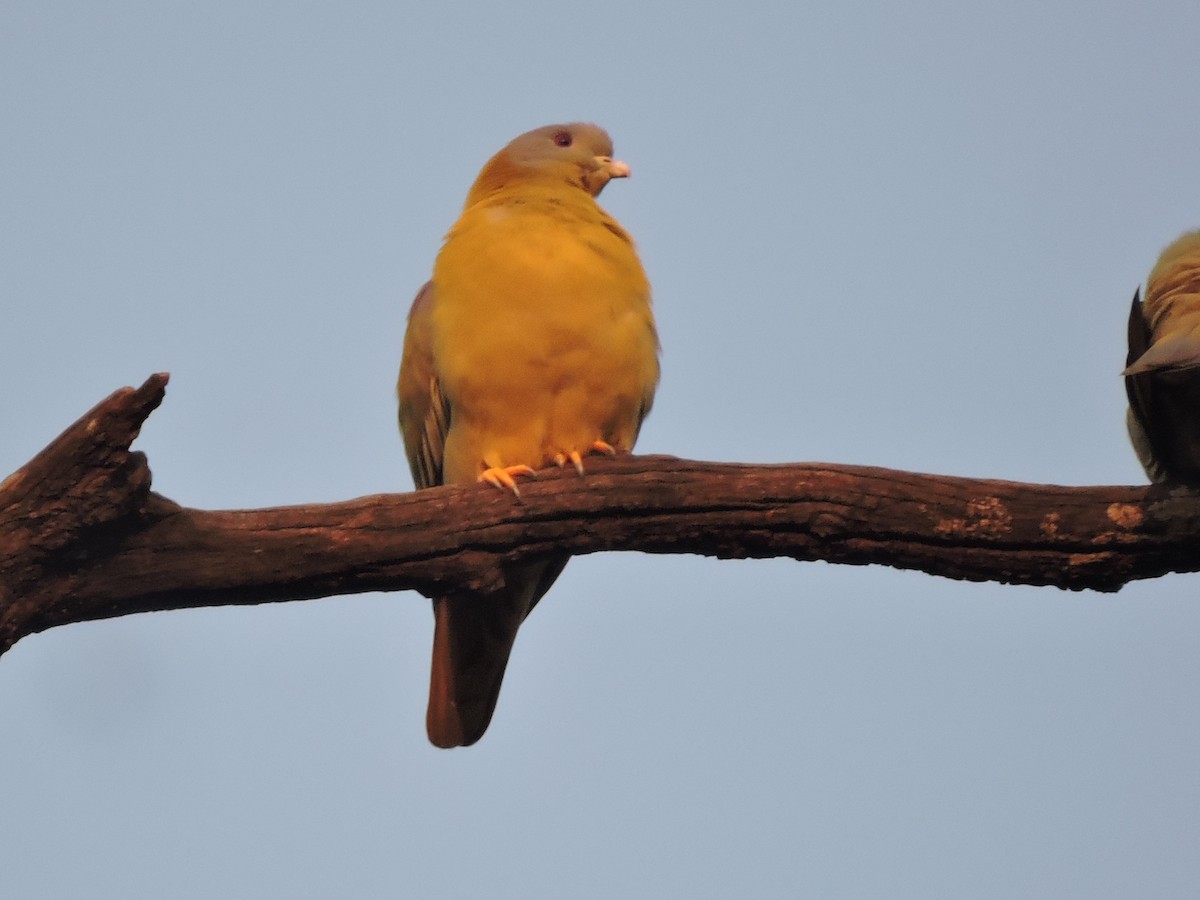 Yellow-footed Green-Pigeon - ML188225821
