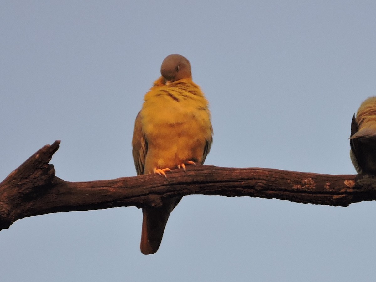 Yellow-footed Green-Pigeon - ML188225861