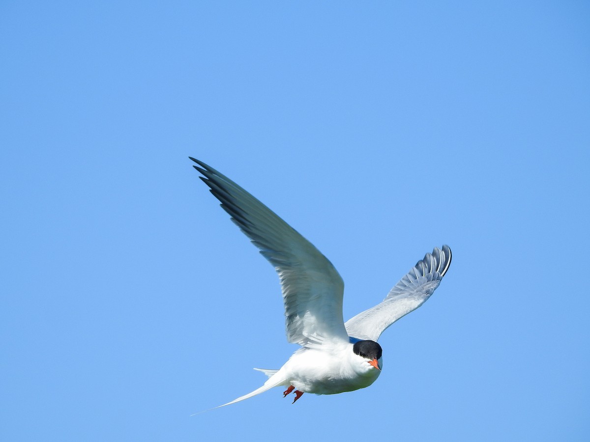 Common Tern - ML188226521