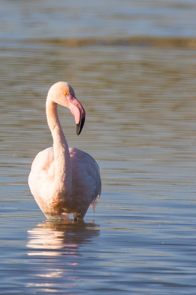 Greater Flamingo - ML188231701