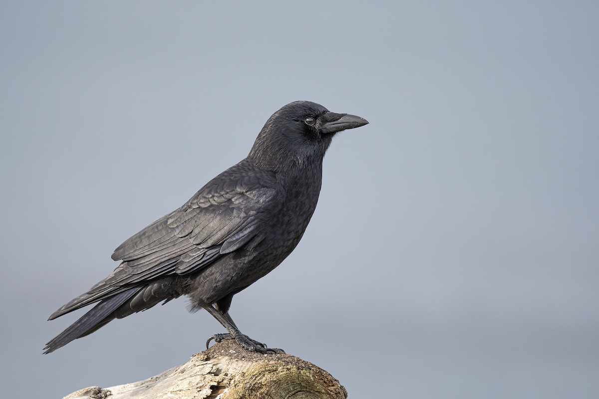 American Crow - David Badke