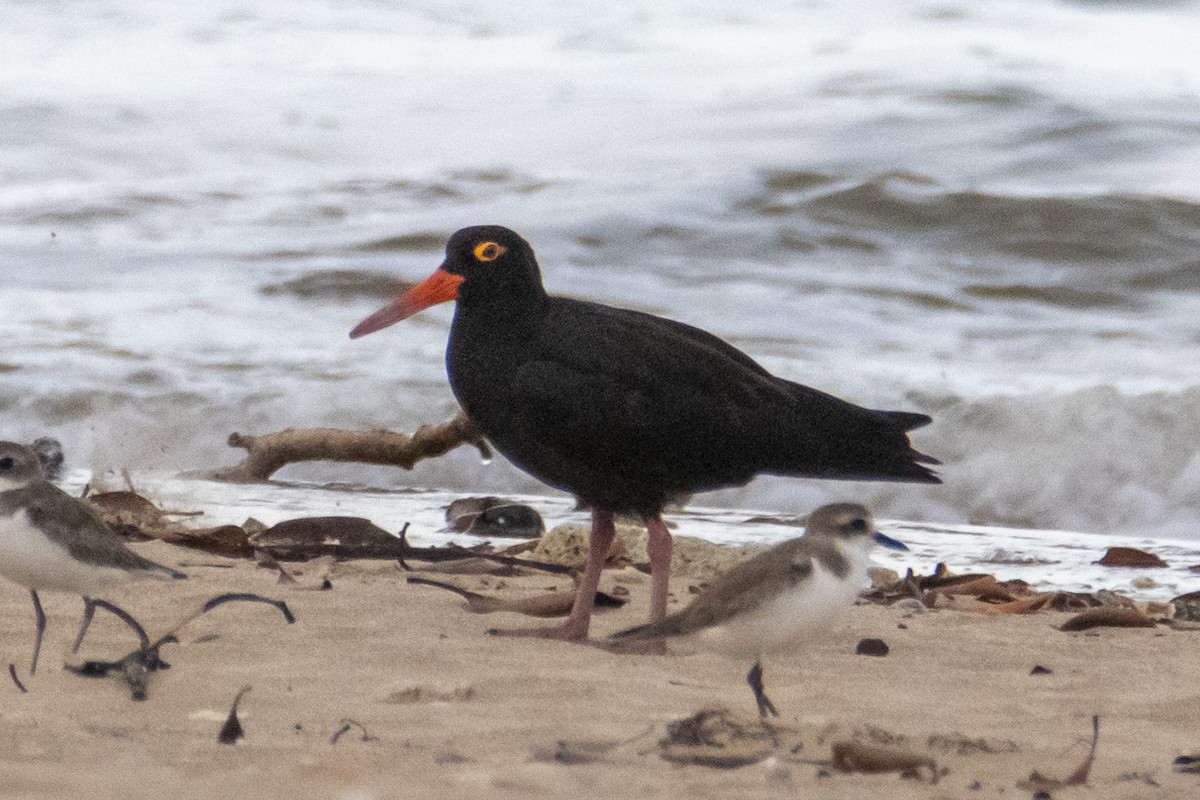 Sooty Oystercatcher - Andreas Heikaus