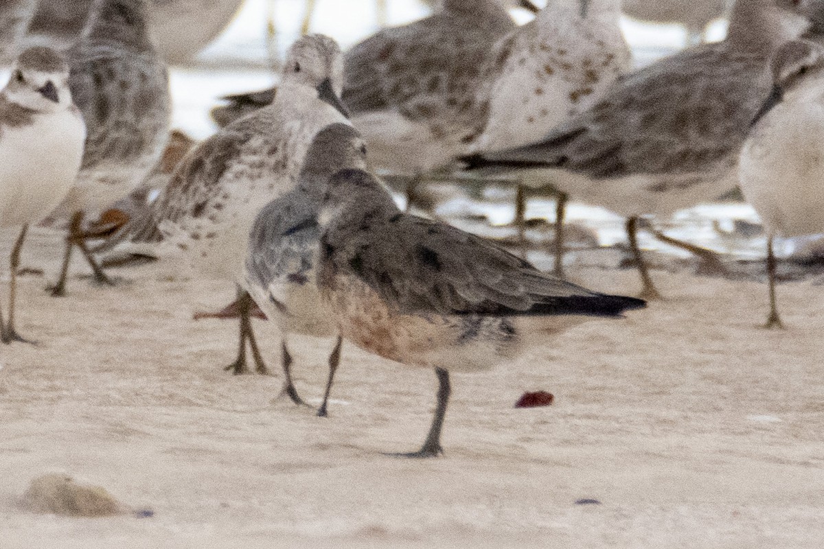 Red Knot - ML188237611