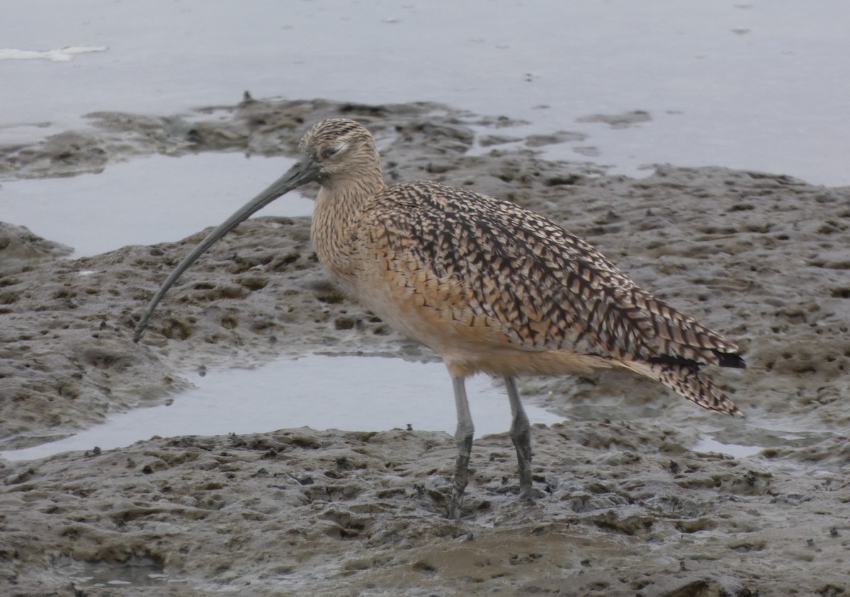 Long-billed Curlew - ML188239981