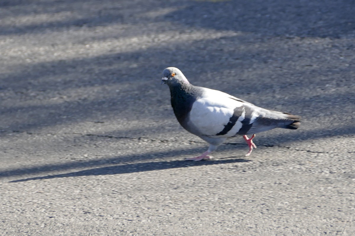 Rock Pigeon (Feral Pigeon) - Linn H