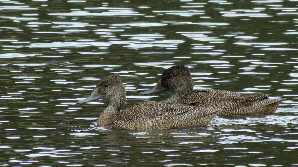 Freckled Duck - ML188240891