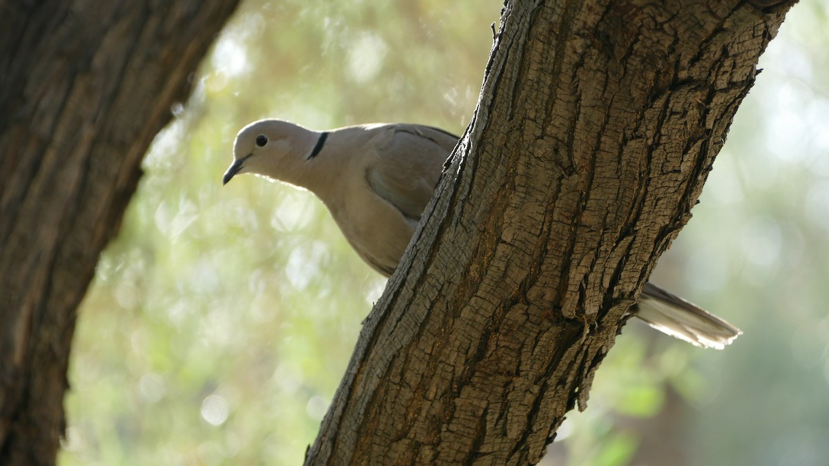 Eurasian Collared-Dove - ML188240911