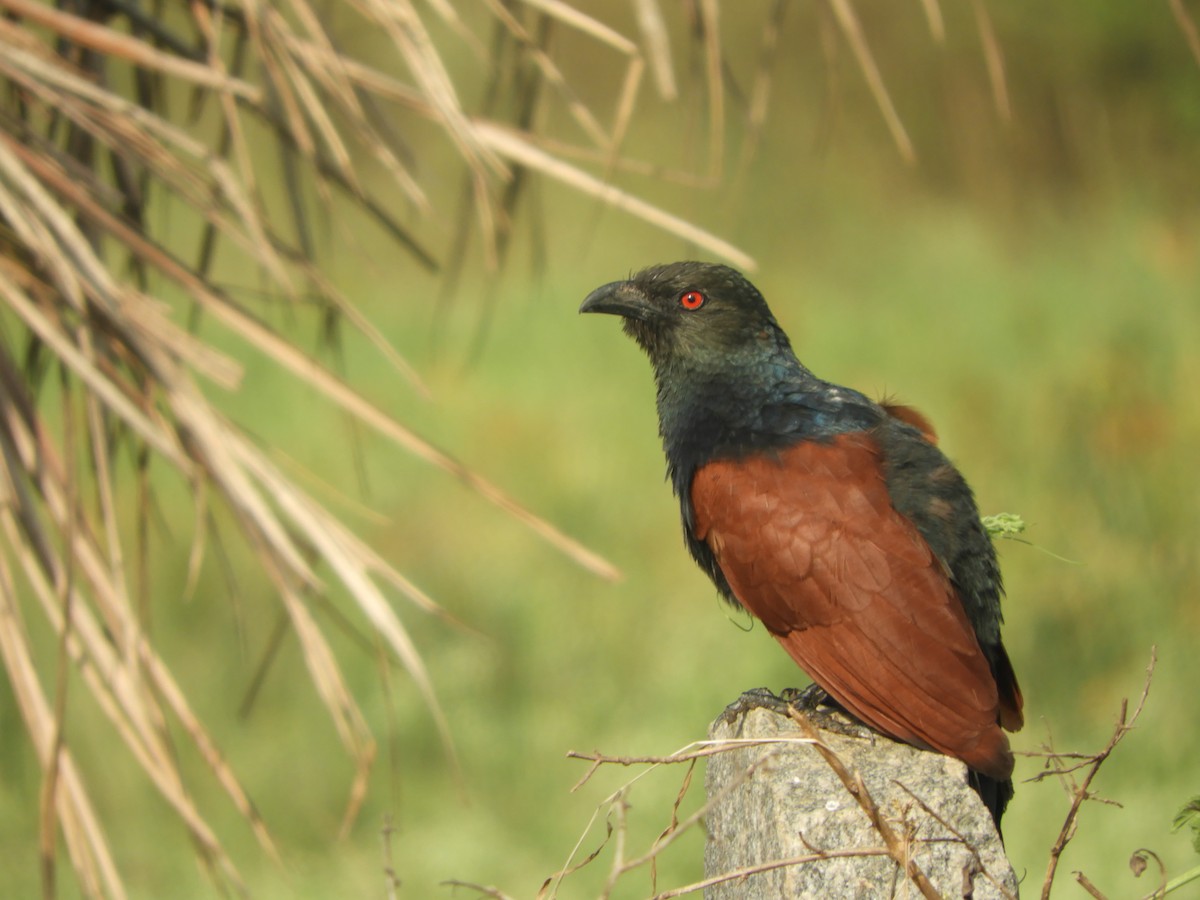 Greater Coucal - Sridhara B A