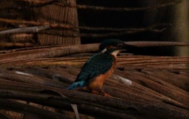 Common Kingfisher - ML188243961